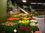 [Show Creil 2006_0205Image0024.JPG]